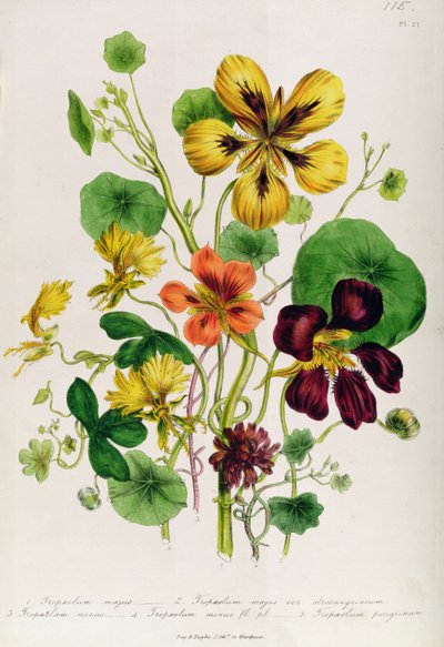 Nasturzio, tavola 21 da 